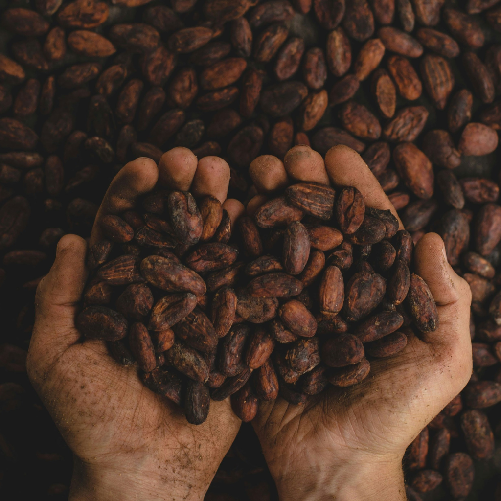 Cacau Export